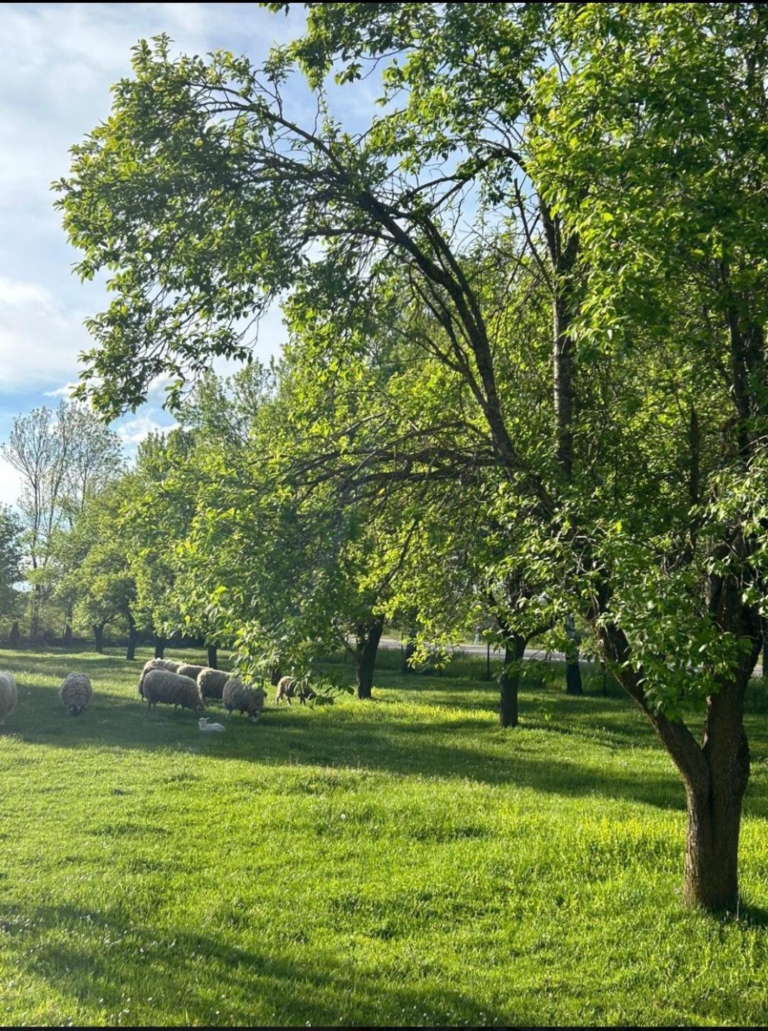 Apartament Domus Nostra Lovinac  Zewnętrze zdjęcie